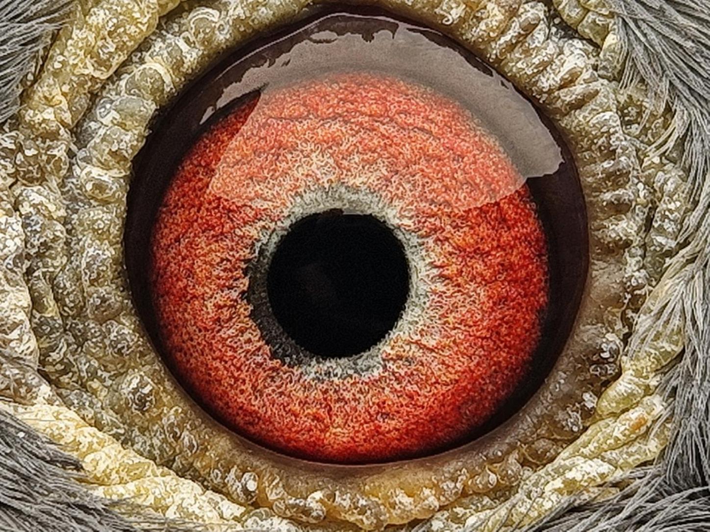 Pigeon eye